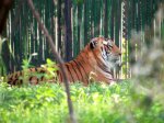 photo wallpaper - tiger